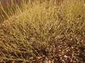 Cornus sericea Flaviramea Image 1