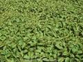 Cornus sericea Nana Image 1