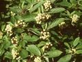 Cornus tatarica Image 1