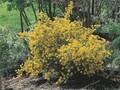 Coronilla emerus Image 1