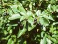 Cotoneaster acutifolius Image 1