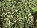 Cotoneaster cochleatus Image 1