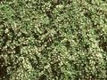 Cotoneaster microphyllus var cochleatus Image 1