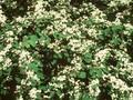 Cotoneaster multiflorus Image 1
