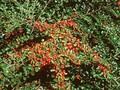 Cotoneaster praecox Image 1