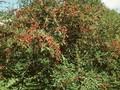 Cotoneaster watereri Image 1