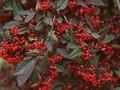 Cotoneaster watereri Cornubia Image 1