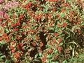 Cotoneaster watereri Pendulus Image 1