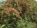 Cotoneaster wheeleri Image 1