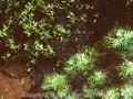 Crassula helmsii Image 1