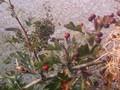 Crataegus monogyna Image 1