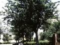 Crataegus oxyacantha Image 1