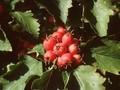 Crataegus coccinea Image 1