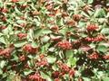 Crataegus crus-galli Image 1