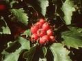 Crataegus intricata Image 1