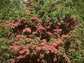 Crataegus laevigata Coccinea Plena Image 1