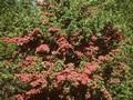 Crataegus laevigata Kermesina Plena Image 1