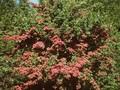 Crataegus laevigata Paulii Image 1
