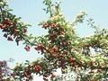 Crataegus lavallei Image 1