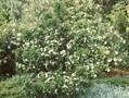 Crataegus monogyna Compacta Image 1