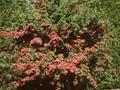 Crataegus monogyna var kermesinaplena Image 1