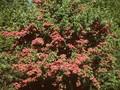 Crataegus monogyna var pauli Image 1