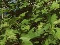 Crataegus persimilis var hortorum Image 1