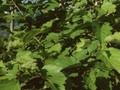 Crataegus persimilis MacLeod Image 1