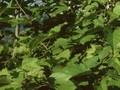 Crataegus persimilis Prunifolia Image 1