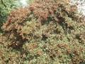 Crataegus persimilis Splendens Image 1