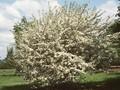 Crataegus trilobata Image 1