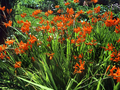 Crocosmia masoniorum Image 1