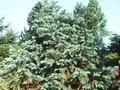 Cunninghamia lanceolata Image 1