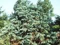 Cunninghamia sinensis Image 1