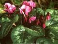 Cyclamen coum subsp hiemale Image 1