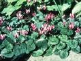 Cyclamen europaeum Image 1