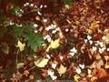 Cyclamen linariifolium Image 1