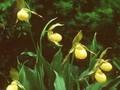Cypripedium pubescens Image 1