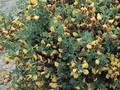 Cytisus scoparius Andreanus Image 1