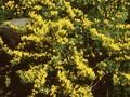 Cytisus decumbens Image 1