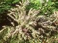 Cytisus purpureus Image 1