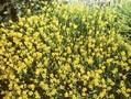 Cytisus sagittalis Image 1