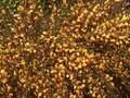 Cytisus scoparius Splendens Image 1