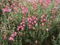 Daboecia cantabrica Atropurpurea Image 1