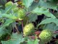 Datura stramonium Image 1
