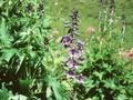 Delphinium alpinum Image 1