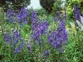 Delphinium Belladonna-Grp Piccolo Image 1