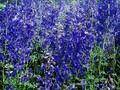 Delphinium Belladonna-Grp Volkerfrieden Image 1