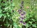 Delphinium elatum Image 1