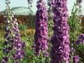 Delphinium Elatum-Grp Abendleuchten Image 1